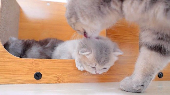 お昼寝中に起こされた子猫