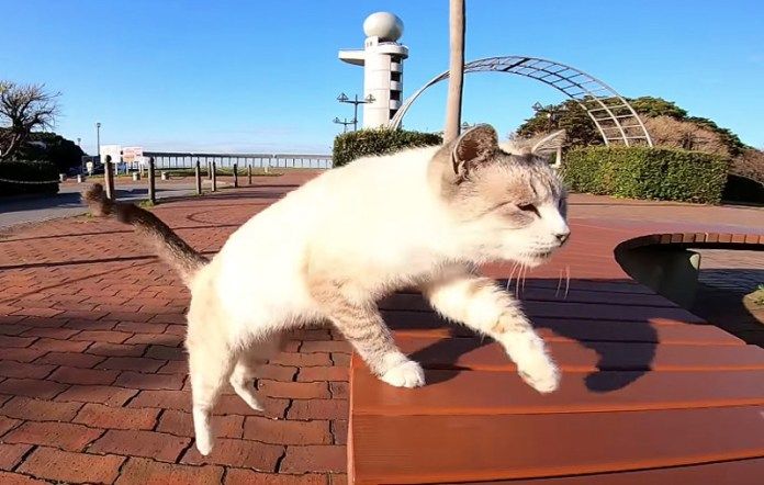 ベンチに登る猫