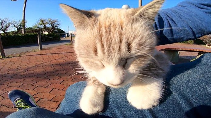 膝の上でくつろぐ猫