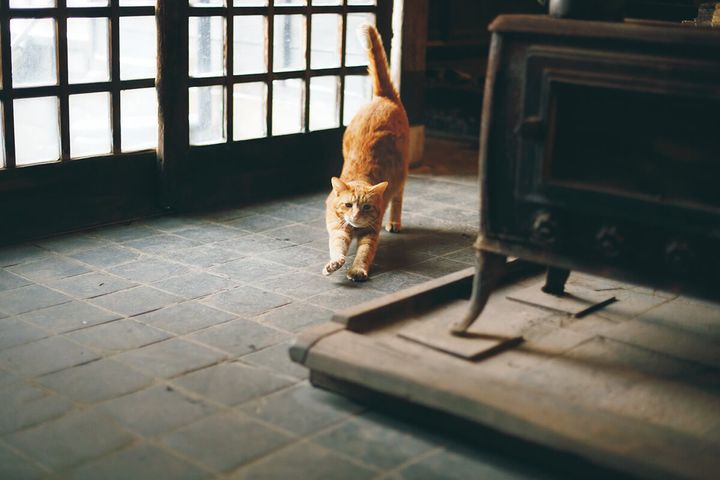 栃木〈北温泉旅館〉看板猫のマル