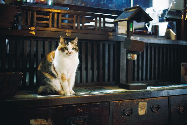 栃木〈北温泉旅館〉看板猫のモモ