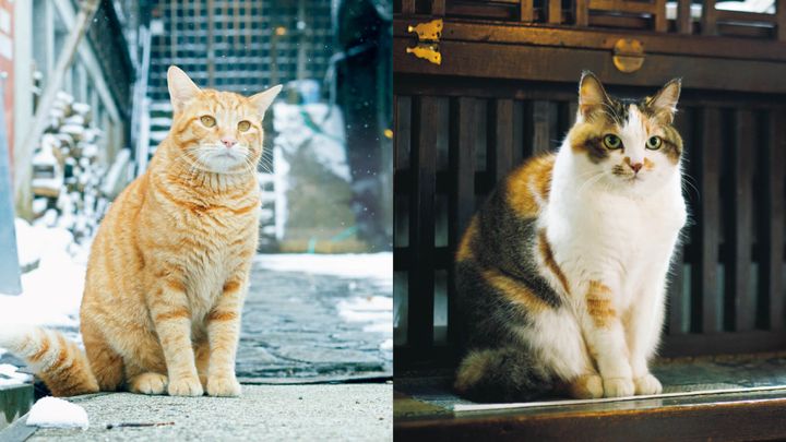 栃木〈北温泉旅館〉看板猫のマルとモモ