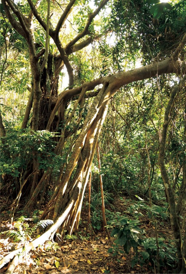 イリオモテガイドウォーク／西表島ホテル