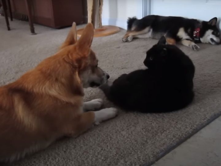 けなげすぎる！？