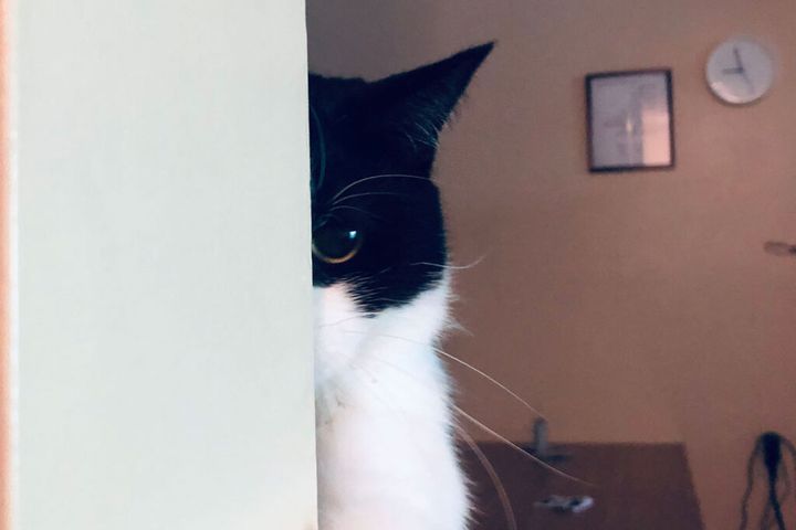 ふー。惜しかったわ……。もう少しでマミーのことを捕まえられたのに……。 じーーーー。