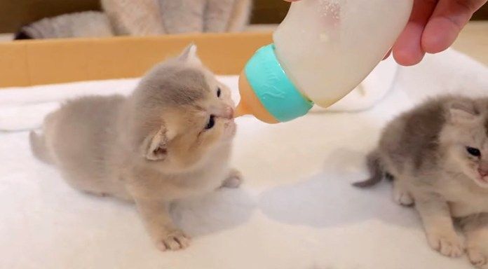 寝起きにミルクを飲む子猫