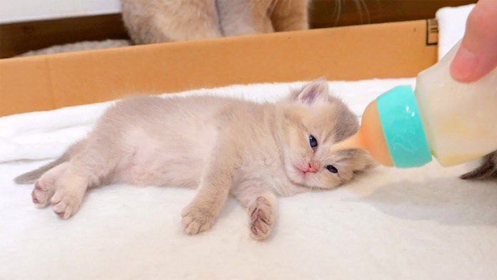 目を覚ました子猫