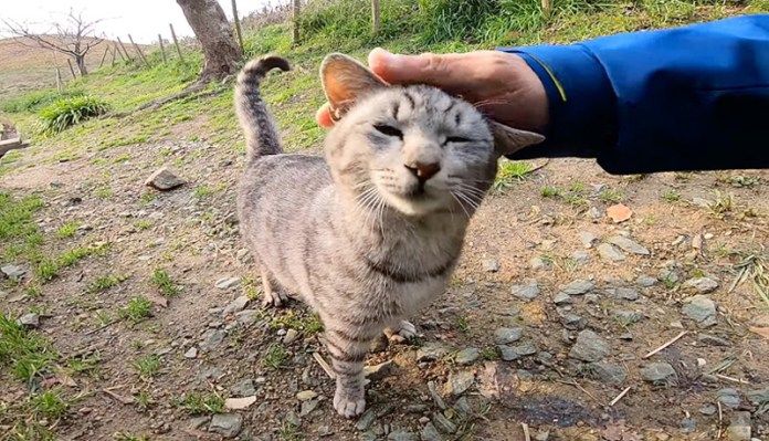 撫でられる猫