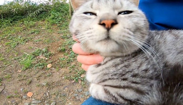 撫でられる猫