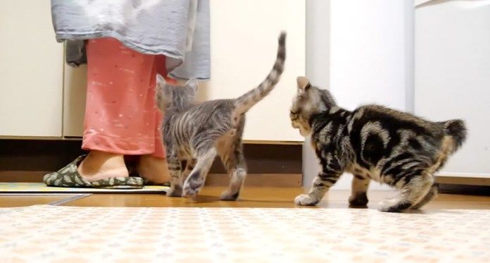 ご飯が食べたい子猫達