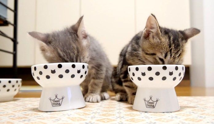 ご飯を食べる子猫達