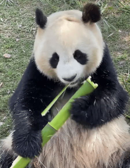 夢中でモグモグ！ 竹を美味しそうに食べるパンダさん。