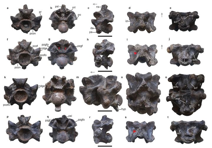発見された古代ヘビの椎骨