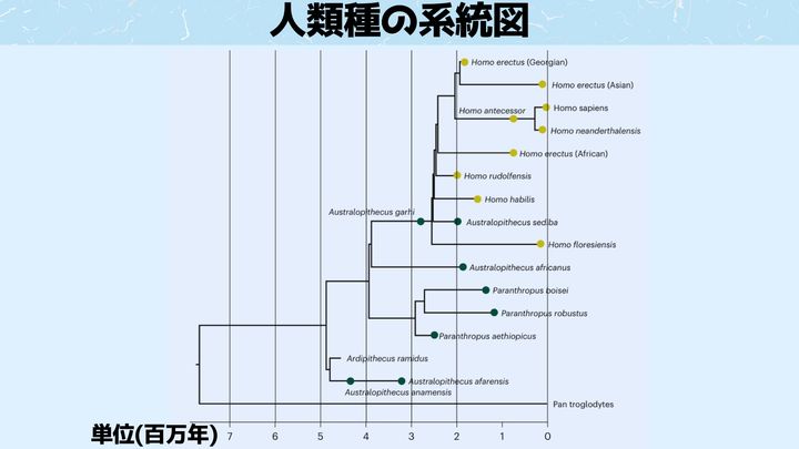 人類種の系統図