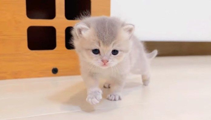 冒険に出かけた子猫