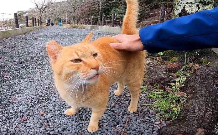 撫でられる猫