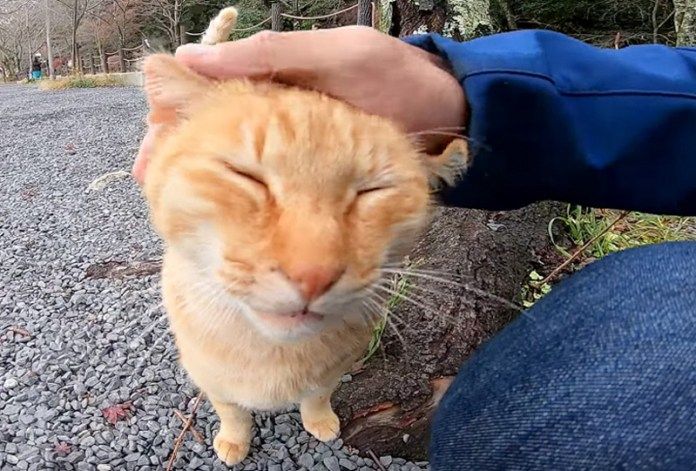 撫でられる猫