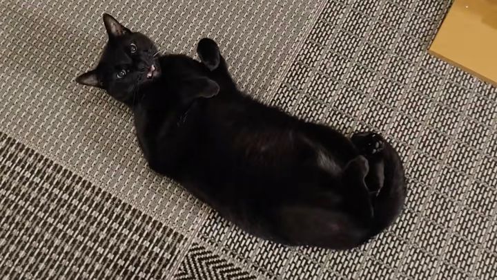 鳴き声の大きな黒猫特技が生きる、ガジェットマイクのチェックに活用