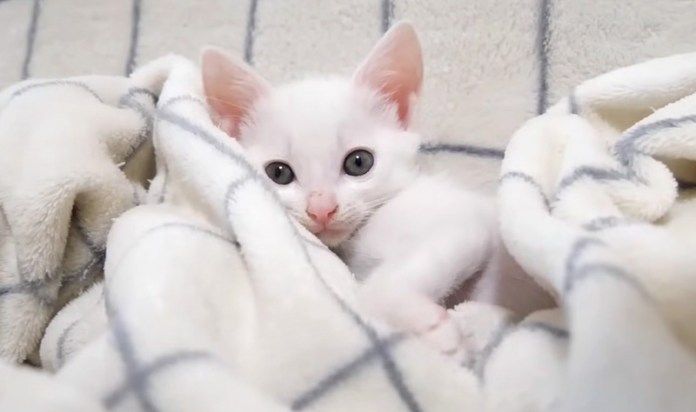 ションボリする子猫