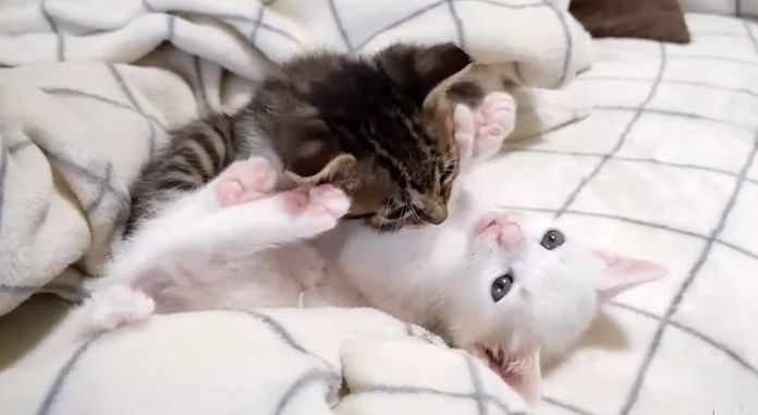 にゃんこプロレス