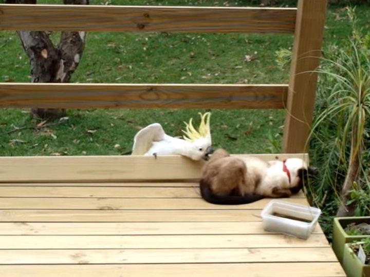 めちゃくちゃ攻撃してたのに！