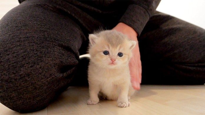 褒められる子猫