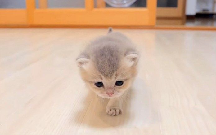 歩き回る子猫