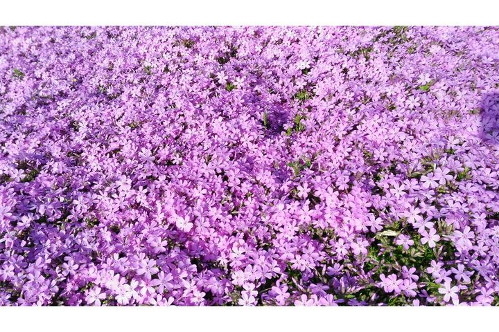 「ピンクムーン」由来は？