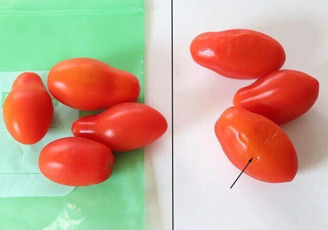 ダイソーの鮮度保持袋の使用無しと使用したトマトの違い