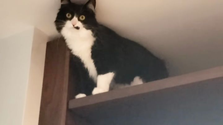 行き止まりで立ち往生してこちらを見た猫、目力こめて苦情を訴え