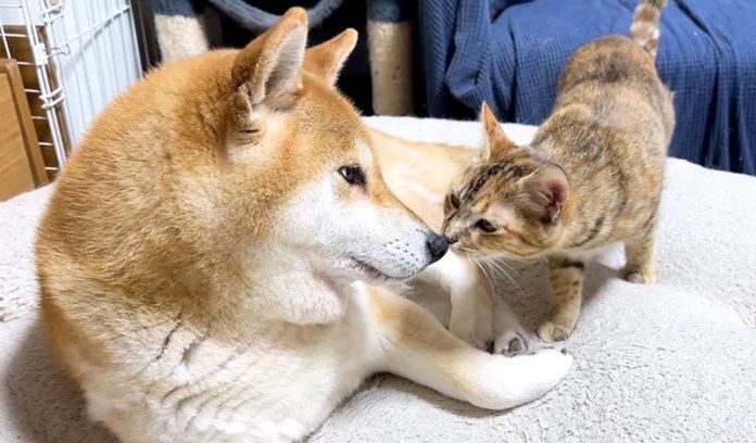 挨拶する犬と猫