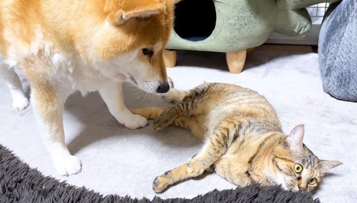仲良しな犬と猫