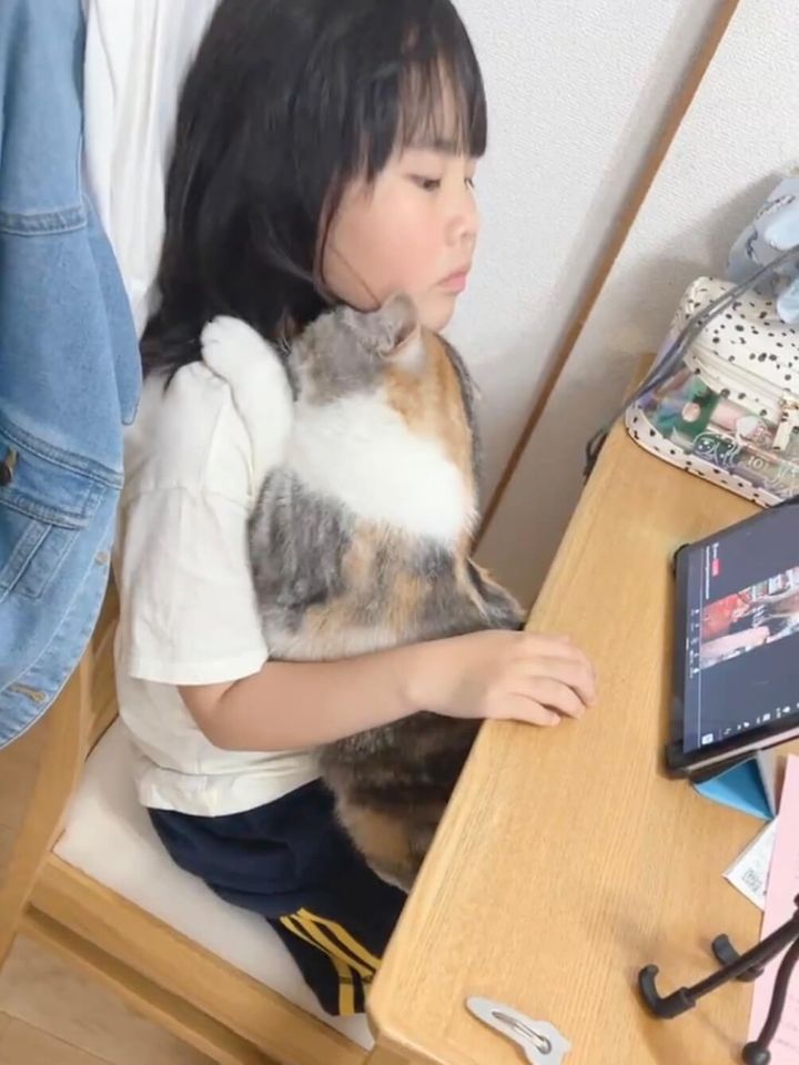 狭い場所でも娘さんに乗ってスリスリする猫のシャロンちゃん