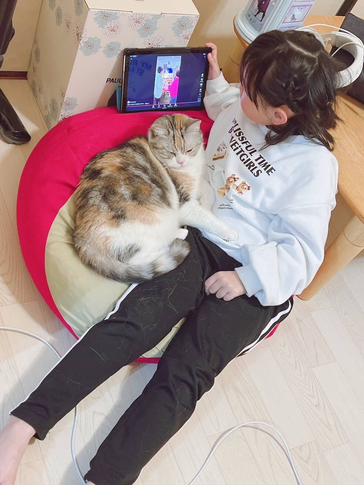 娘さんの側にいたい猫のシャロンちゃん