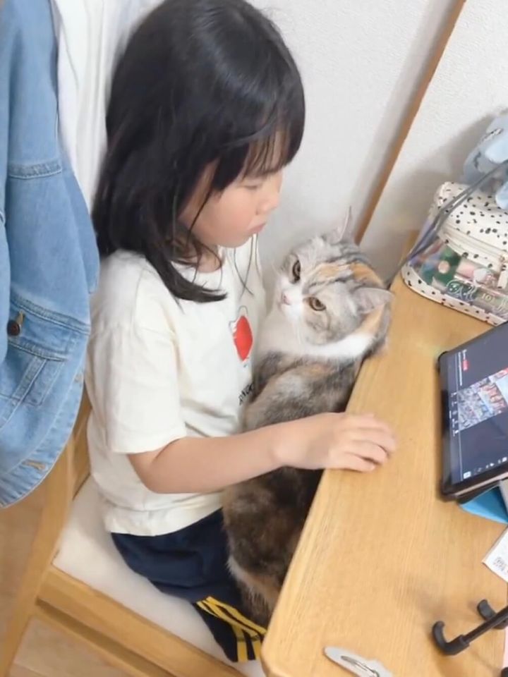 ちょっぴり不服そうな表情の猫ちゃん