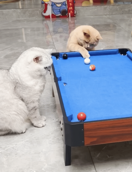 こっそりズルもしちゃうよ。 猫のビリヤード勝負！