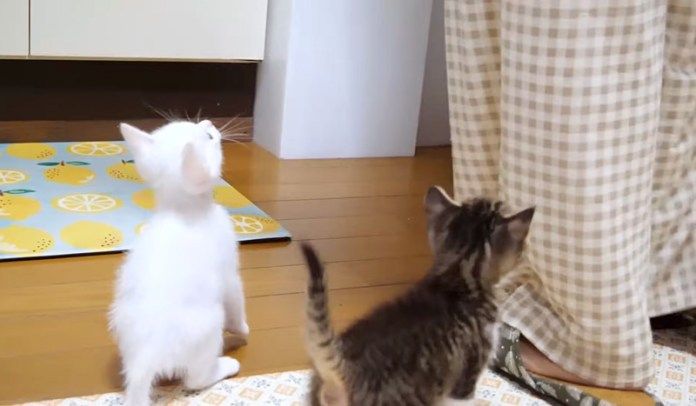 ご飯を催促する子猫達