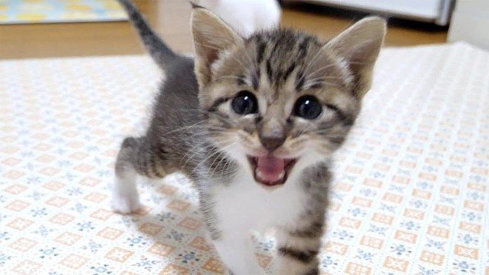 ピヨピヨ鳴く子猫