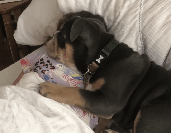 女の子をうしろからそっとハグ！ くっついて寝たい犬さんの行動が可愛い♡