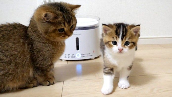 子猫をなぐさめる姉猫