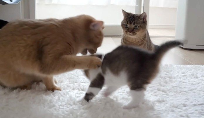 祖母猫に怒られた子猫