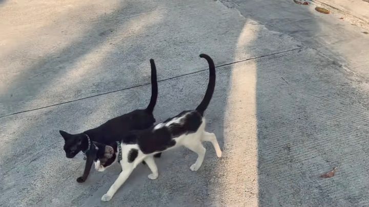 指先からシッポの先までシンクロする猫、周期を合わせて動きを同調