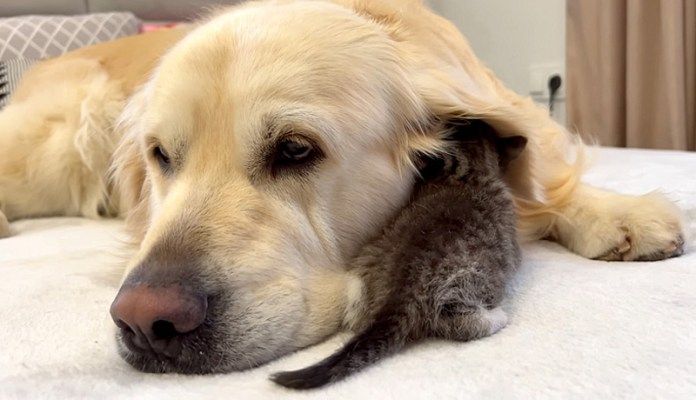 犬が大好きな子猫