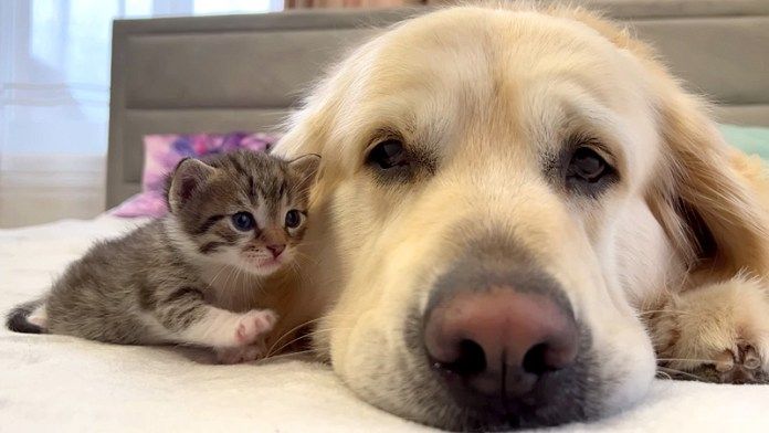 犬が大好きな子猫