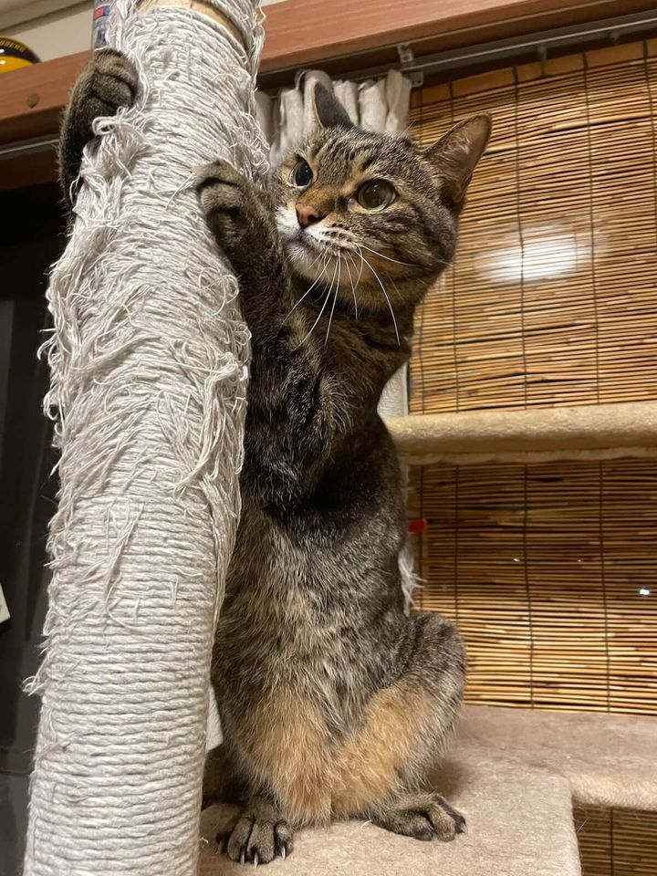 ポールで爪をとぐキジトラ猫のチコちゃん