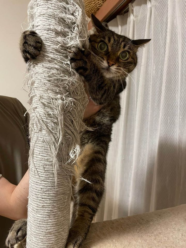 捕獲寸前のチコちゃん