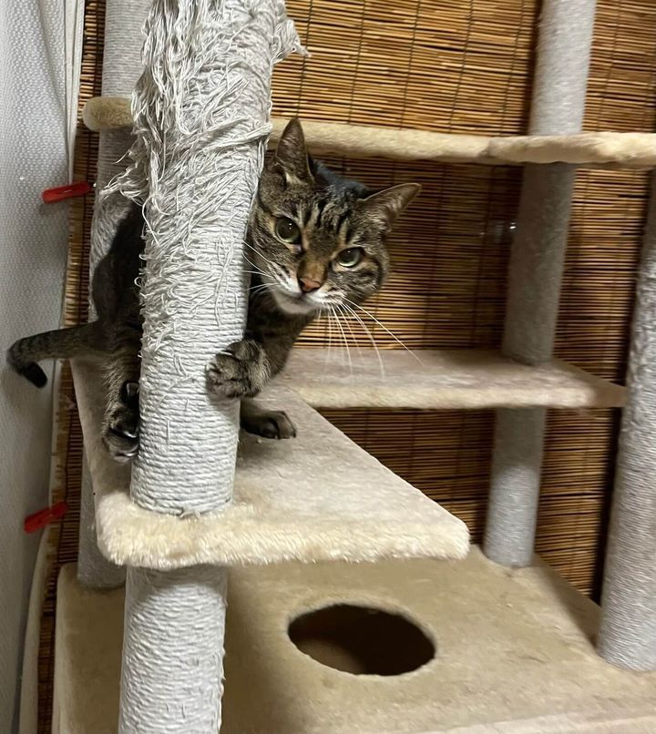 キャットタワーへ逃げ込んだチコちゃん
