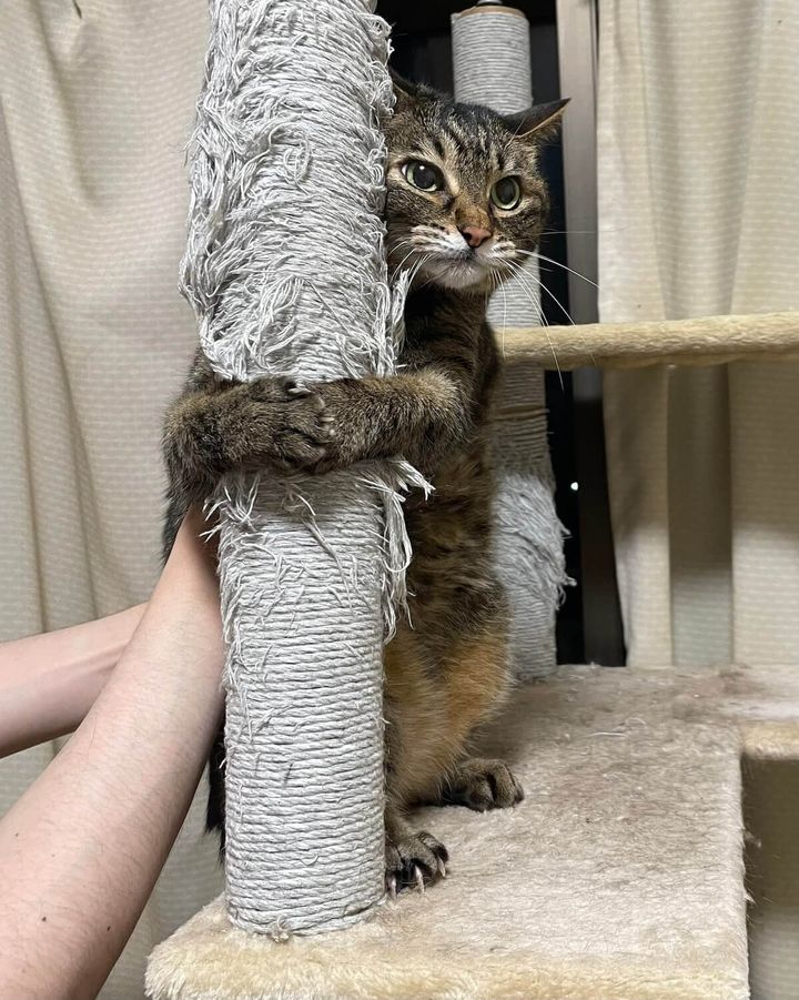 ポールにしがみついて抵抗する猫ちゃん