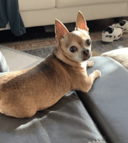 こんなに歓迎されたら嬉しいね！ 犬さんの熱烈なお出迎え♪