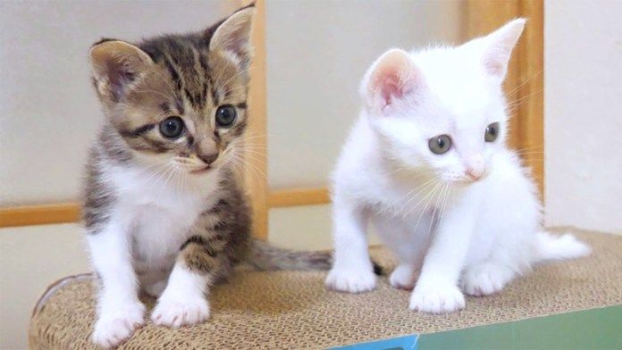降りられなくなった子猫達
